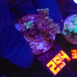 Acropora valida (294)