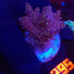 Acropora nana (295)