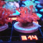 Goniopora Light Red (314)