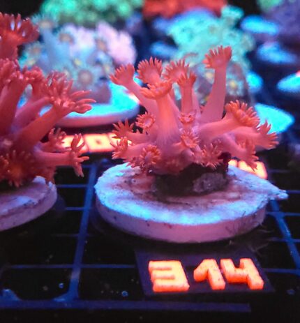 Goniopora Light Red (314)