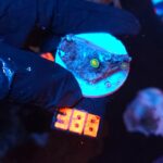 Ricordea yuma Special Colored (388)