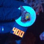 Ricordea yuma Special Colored (400)