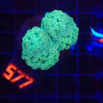 Euphyllia paraancora (577)