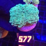 Euphyllia paraancora 4h (577)