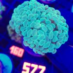 Euphyllia paraancora 5h (577)