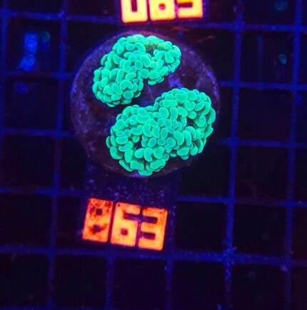 Euphyllia paraancora (863)