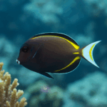 Acanthurus nigricans (rozm. M)