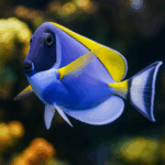 Acanthurus leucosternon
