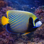 Pomacanthus imperator S/M (Juv) - obrazek 2