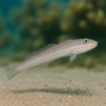 Valenciennea muralis