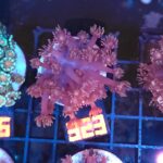 Goniopora lobata DARK MAGENTA (323)
