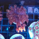 Goniopora lobata DARK MAGENTA (144)