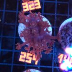 Goniopora lobata DARK MAGENTA (254)