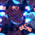 Goniopora lobata DARK MAGENTA (221)