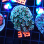 Alveopora Orange Eye (315)