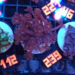 Goniopora lobata DARK MAGENTA (239)