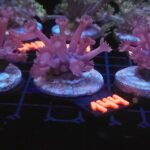 Goniopora lobata DARK MAGENTA (144)