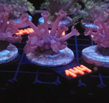 Goniopora lobata DARK MAGENTA (144)