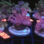 Goniopora lobata DARK MAGENTA (323)