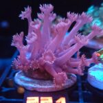 Goniopora lobata DARK MAGENTA (221)