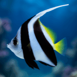 Heniochus acuminatus (rozm. S/M)