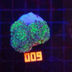 Euphyllia paraancora - purple tip (009)