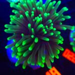 Euphyllia glabrescens dragon soul (018)