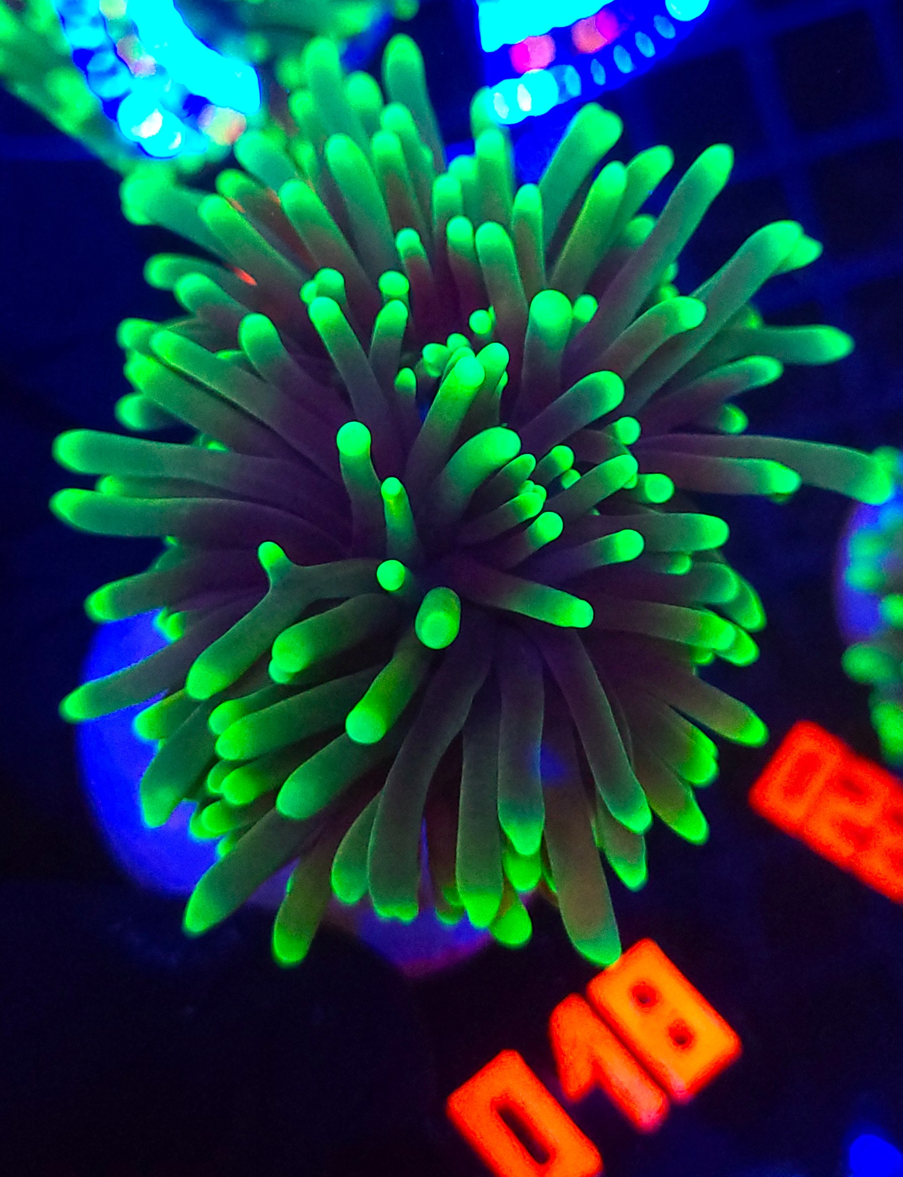 018 Euphyllia glabrescens dragon soul (018) - obrazek 1