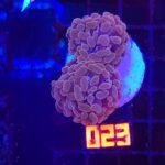 Euphyllia paraancora (023)