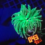 Euphyllia glabrescens cotton candy (043)