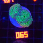 Euphyllia paraancora (065)