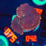 Rhodactis sp. red (075)