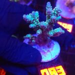 Acropora millepora rainbow (083)