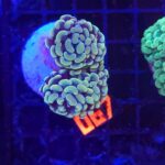 Euphyllia paraancora (067)