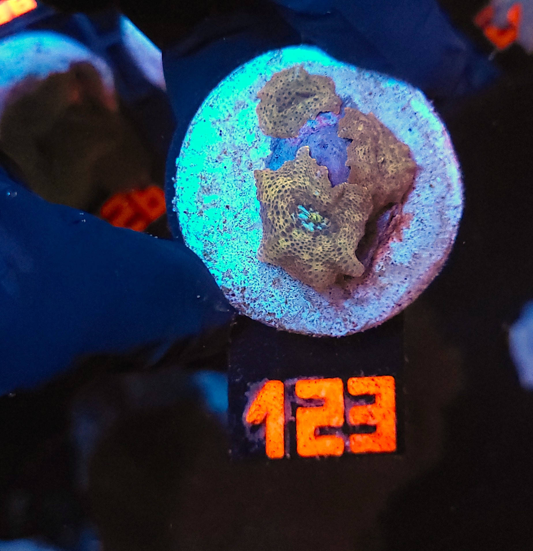 123 Discosoma Gold Leopard (123) - obrazek 1