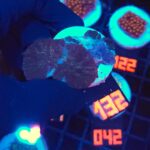 Rhodactis inchoata (132)