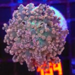 Euphyllia paradivisa (154)