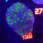 Euphyllia paraancora – purple tip (158)