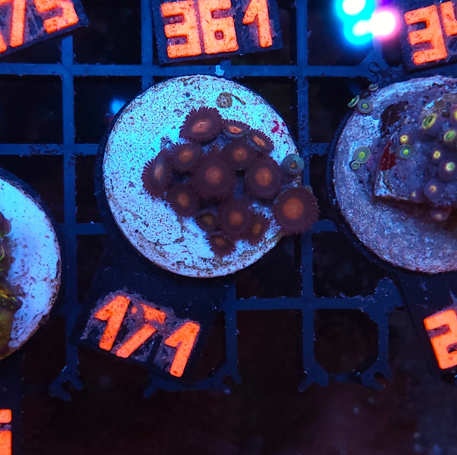 171 Zoanthus sp. (171) - obrazek 1