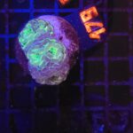 Euphyllia paraancora (179)