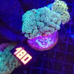 Euphyllia paraancora 2h (180)