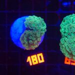 Euphyllia paraancora (180)