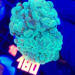 Euphyllia paraancora 4h (180)