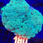 Euphyllia paraancora 4h (180)