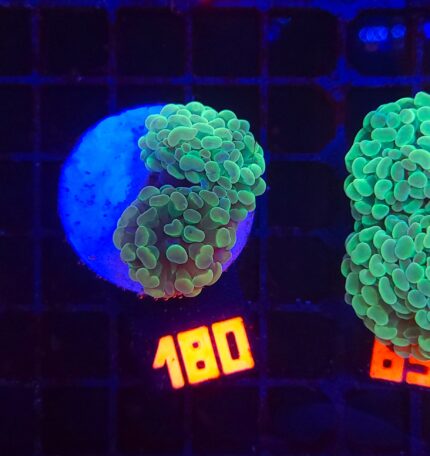 Euphyllia paraancora (180)