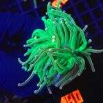 Euphyllia glabrescens cotton candy (190)