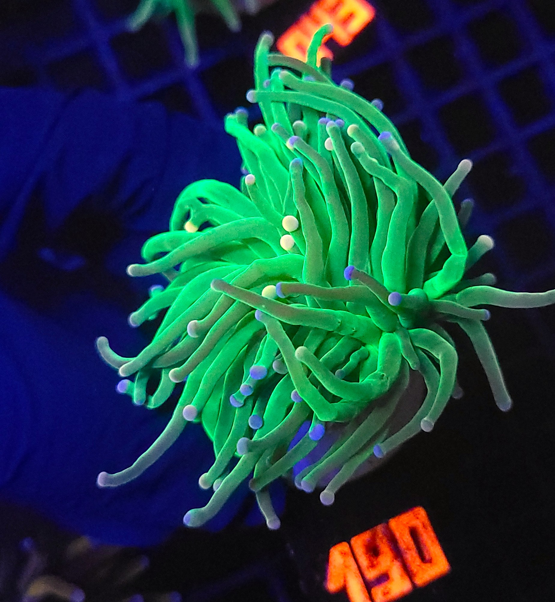 190 Euphyllia glabrescens cotton candy (190) - obrazek 1