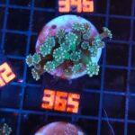 Alveopora Green (365)