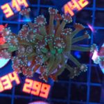 Alveopora Orange Eye (299)