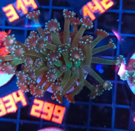 Alveopora Orange Eye (299)